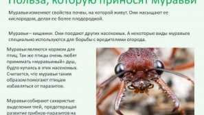 Як поводитися з мурашками